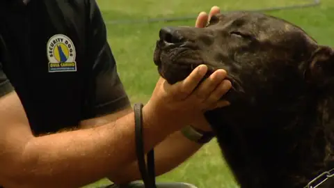 ¿Qué hay que hacer ante el ataque de un perro? Lo que debes hacer en estas situaciones ¿Qué hay que hacer ante el ataque de un perro? Lo que debes hacer en estas situaciones