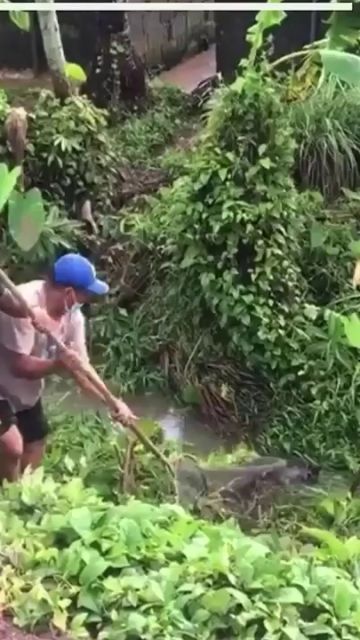Capturan a una docena de cocodrilos que habían escapado tras una inundación en Tailandia