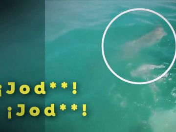 El angustioso momento en que un surfista escapa nadando de un tiburón en una playa de Australia: "Mi única reacción fue alejarme de él y darle a mis aletas"