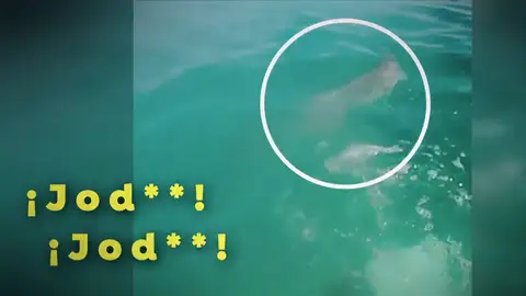 El angustioso momento en que un surfista escapa nadando de un tiburón en una playa de Australia: "Mi única reacción fue alejarme de él y darle a mis aletas" El angustioso momento en que un surfista escapa nadando de un tiburón en una playa de Australia: "Mi única reacción fue alejarme de él y darle a mis aletas"