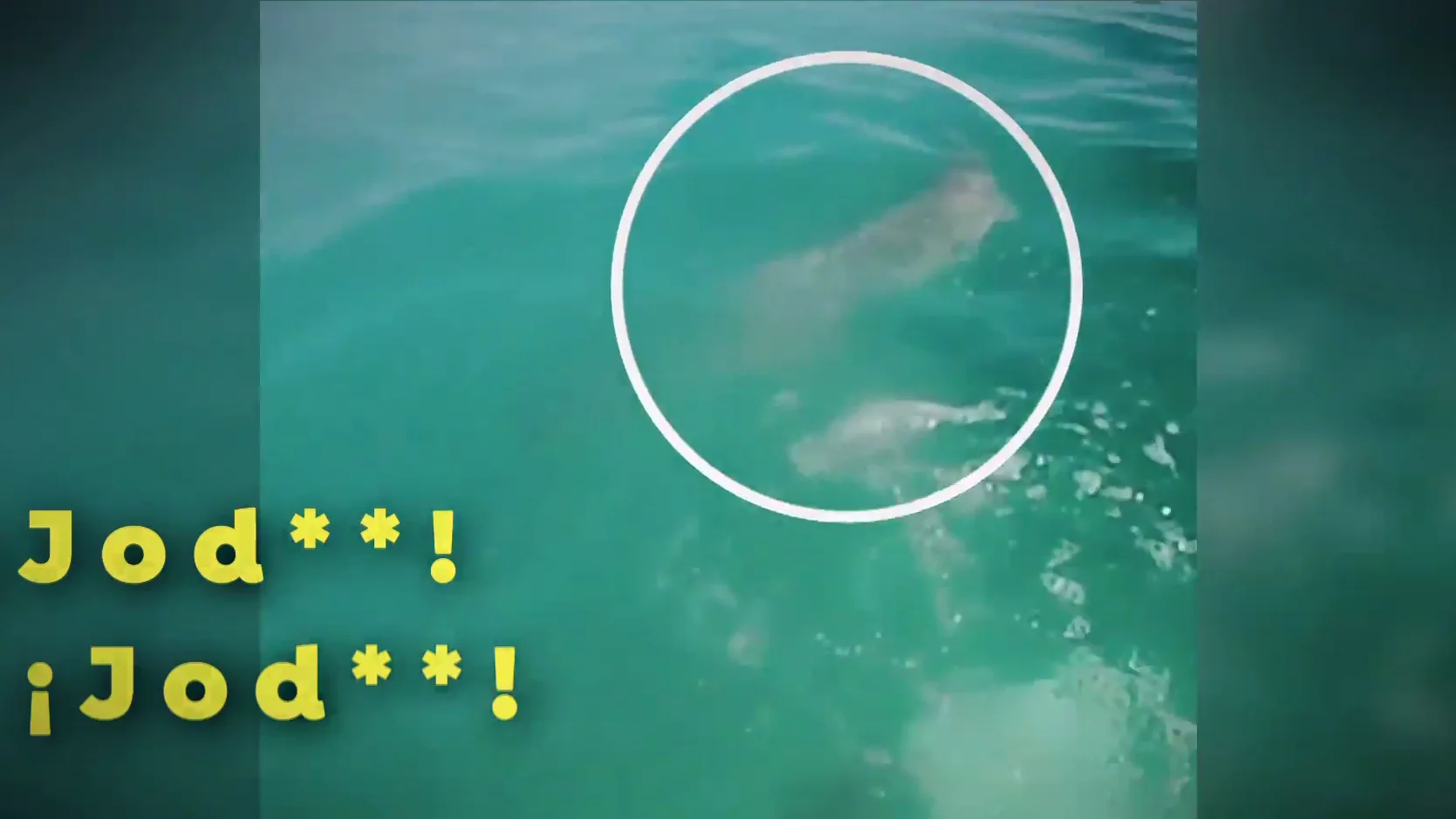El angustioso momento en que un surfista escapa nadando de un tibur&oacute;n en una playa de Australia: "Mi &uacute;nica reacci&oacute;n fue alejarme de &eacute;l y darle a mis aletas"