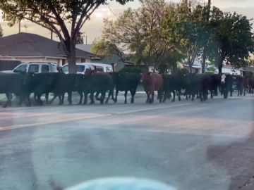 40 vacas corren sueltas por las calles de Los Ángeles