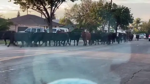 40 vacas corren sueltas por las calles de Los Ángeles 40 vacas corren sueltas por las calles de Los Ángeles