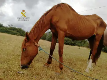 La Guardia Civil investiga a un hombre por maltrato animal. La Guardia Civil investiga a un hombre por maltrato animal.