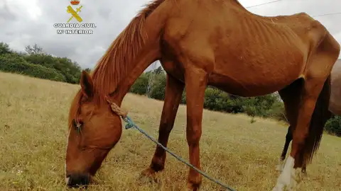 La Guardia Civil investiga a un hombre por maltrato animal. La Guardia Civil investiga a un hombre por maltrato animal.