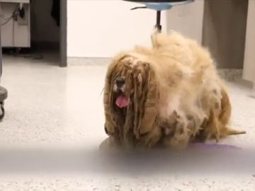 Un perro callejero con más de tres kilos de pelo