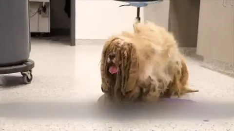 Un perro callejero con más de tres kilos de pelo Un perro callejero con más de tres kilos de pelo