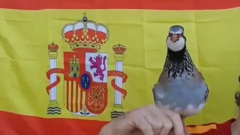 'Tako', la perdiz que predijo la victoria de España ante Eslovaquia y que recuerda al pulpo Paul 'Tako', la perdiz que predijo la victoria de España ante Eslovaquia y que recuerda al pulpo Paul