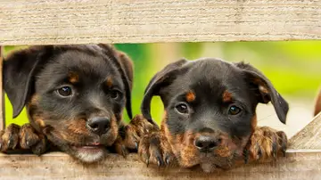 Día Mundial del Perro 2021: Las cuentas más virales de Instagram para seguir el 21 de julio Día Mundial del Perro 2021: Las cuentas más virales de Instagram para seguir el 21 de julio