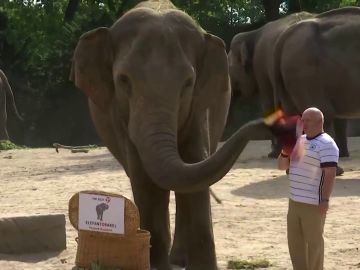 El elefante que predice los resultados de la Eurocopa da su pronóstico para el Inglaterra - Alemania