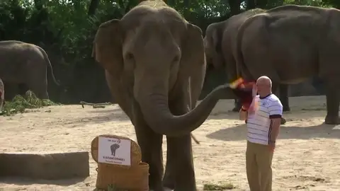 El elefante que predice los resultados de la Eurocopa da su pronóstico para el Inglaterra - Alemania El elefante que predice los resultados de la Eurocopa da su pronóstico para el Inglaterra - Alemania