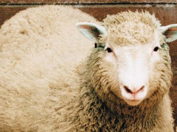 La oveja Dolly, clonada hace 25 años