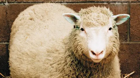 La oveja Dolly, clonada hace 25 años Oveja Dolly