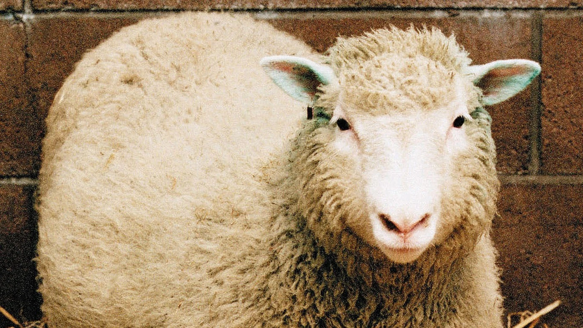 La oveja Dolly, clonada hace 25 años