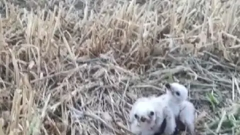 2 crías de aguilucho Cenizo rescatadas en Navarra 2 crías de aguilucho Cenizo rescatadas en Navarra