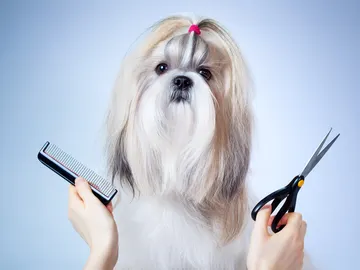 ¿Tengo que cortarle el pelo a mi mascota en verano? ¿Tengo que cortarle el pelo a mi mascota en verano?