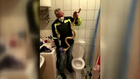 Un hombre recibe un mordisco de una serpiente Un hombre recibe un mordisco de una serpiente en los genitales
