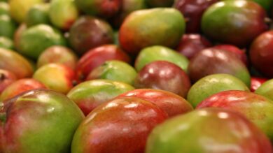 Ofertan 500 puestos de empleo para la campaña del mango en Vélez, Málaga 