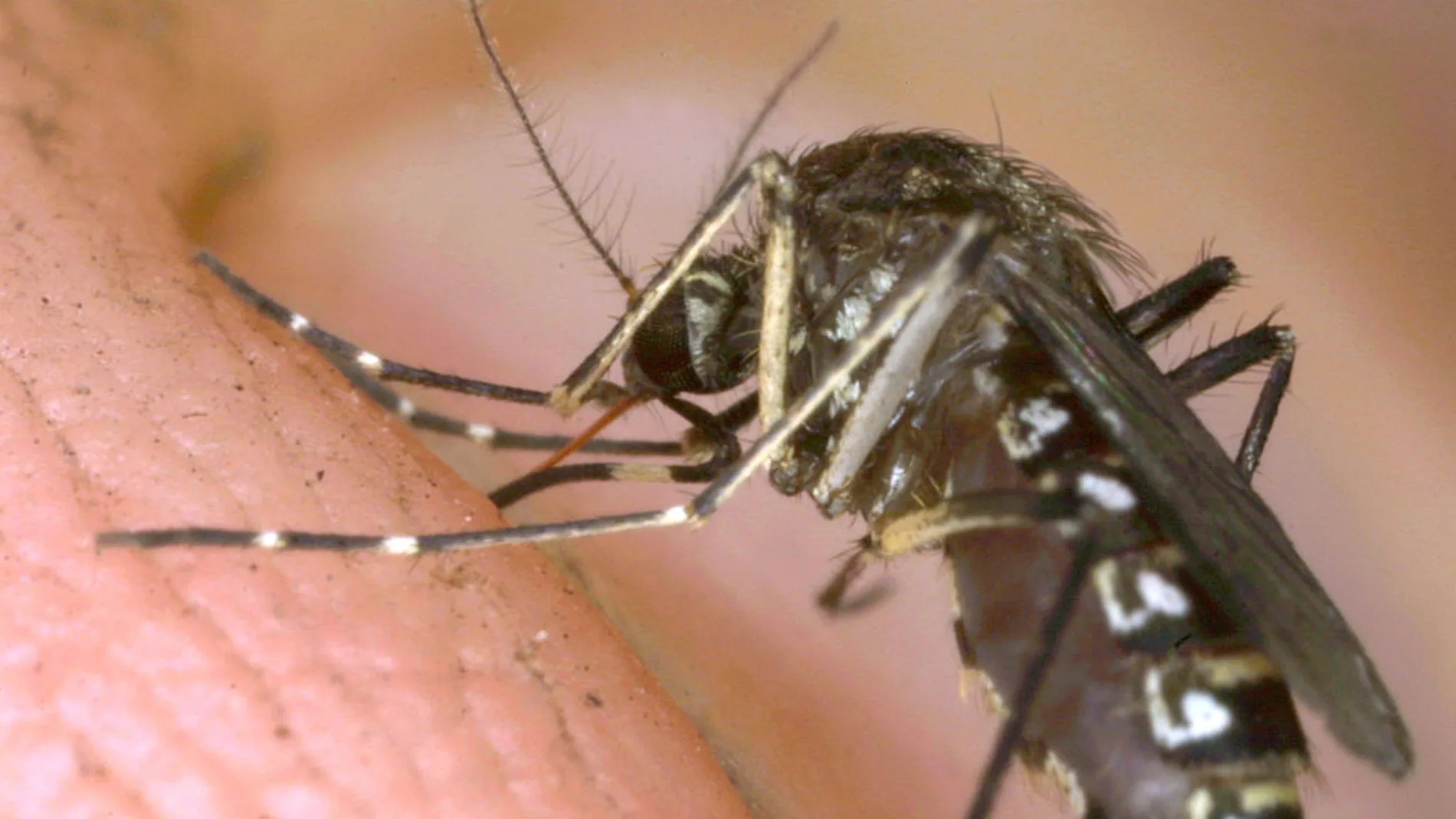 Mosquito del Nilo Mosquito del Nilo