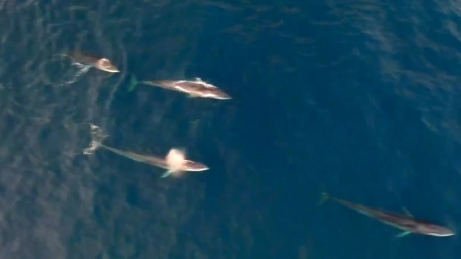 Ballenas avistadas en Cataluña Ballenas