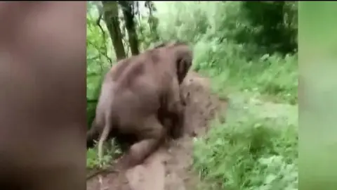 Elefante bebé tirándose por un tobogán de barro Elefante bebé tirándose por un tobogán de barro