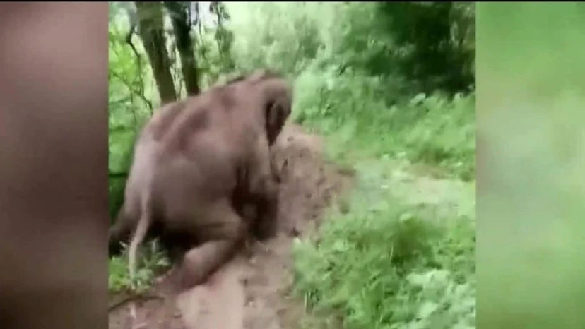 Elefante bebé tirándose por un tobogán de barro Elefante bebé tirándose por un tobogán de barro