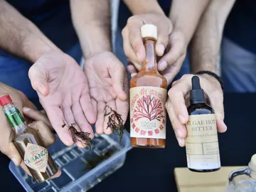 El alga invasora del Estrecho se convierte en salsa picante El alga invasora del Estrecho se convierte en salsa picante