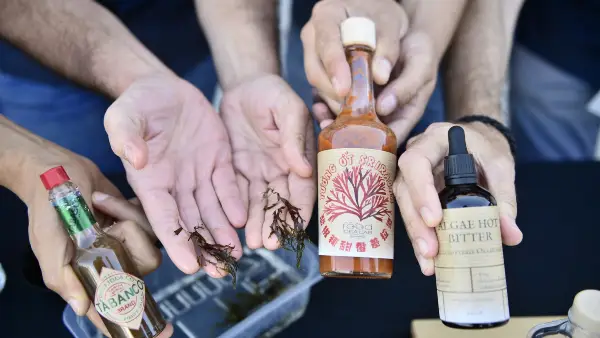 El alga invasora del Estrecho se convierte en salsa picante