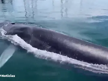Ballena Ballena