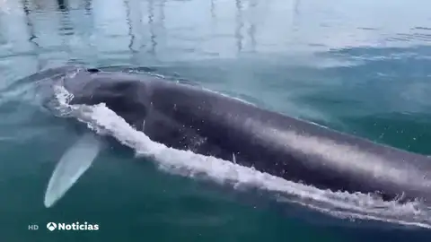 Ballena Ballena