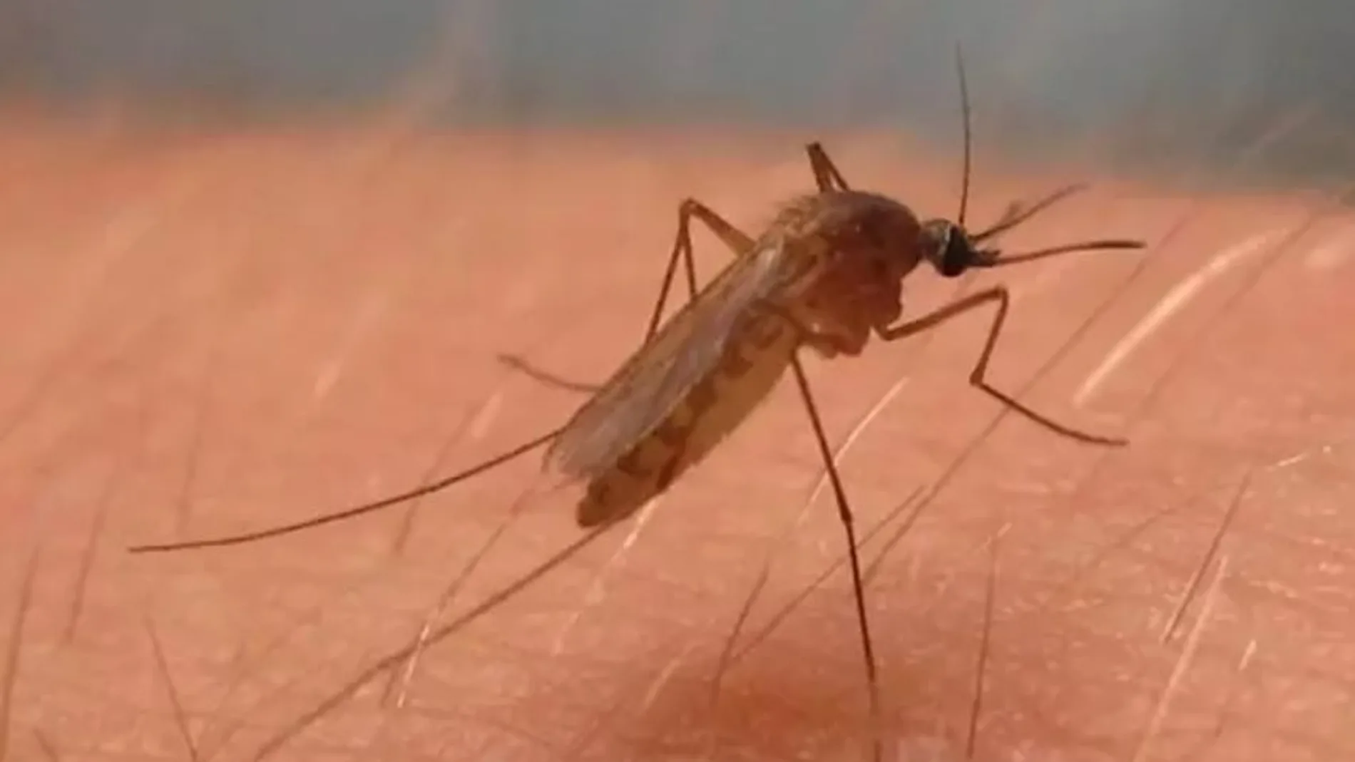 Culex pipiens, mosquito del virus del Nilo Occidental en América del Norte