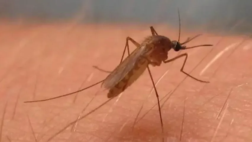 Culex pipiens, mosquito del virus del Nilo Occidental en Am&eacute;rica del Norte