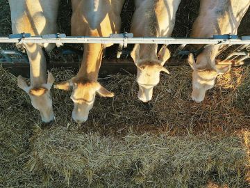 Imagen tomada desde un dron donde varias vacas se alimentan de paja en un prado de la localidad de Erdozain