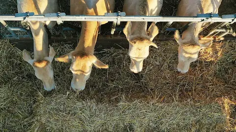 Imagen tomada desde un dron donde varias vacas se alimentan de paja en un prado de la localidad de Erdozain Imagen tomada desde un dron donde varias vacas se alimentan de paja en un prado de la localidad de Erdozain
