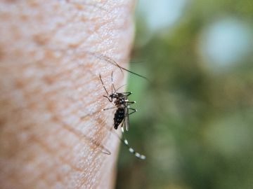 8 mosquiteras imprescindibles en tu hogar para olvidarte de las picaduras de mosquitos