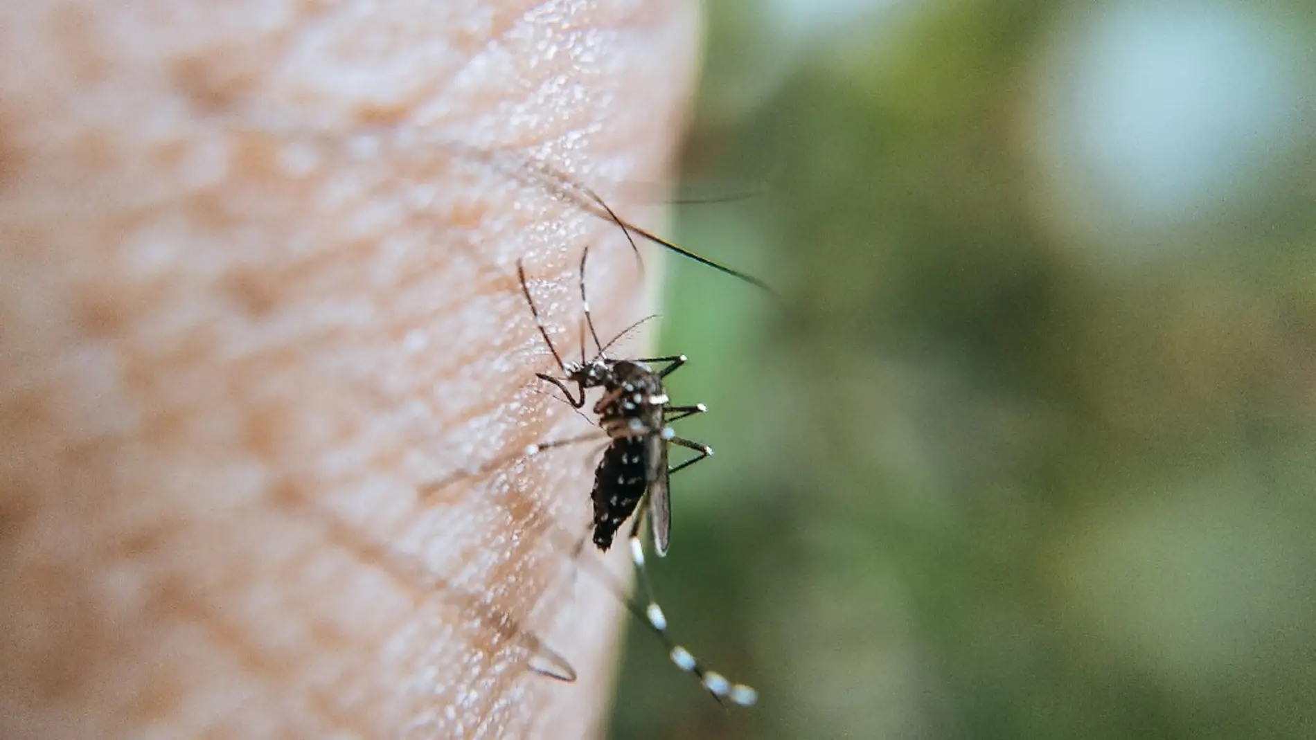 8 mosquiteras imprescindibles en tu hogar para olvidarte de las picaduras de mosquitos