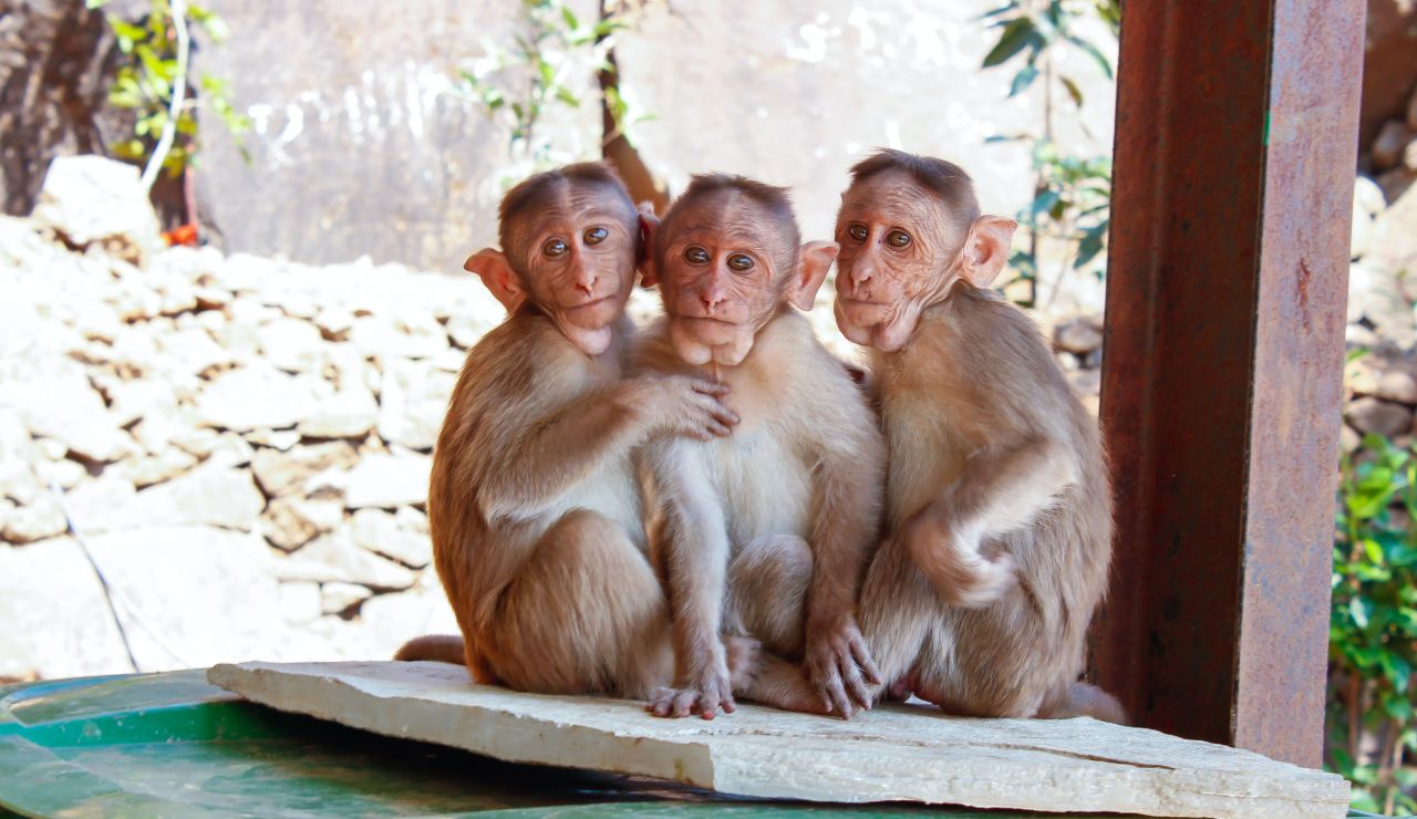 ¿Qué es la viruela del mono? Estados Unidos investiga un caso que podría afectar a 200 personas