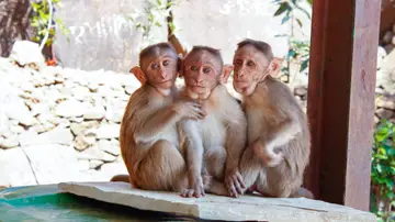 ¿Qué es la viruela del mono? Estados Unidos investiga un caso que podría afectar a 200 personas
