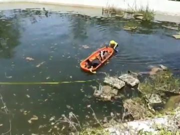 Tres perros se lanzan a y tienen que ser rescatados