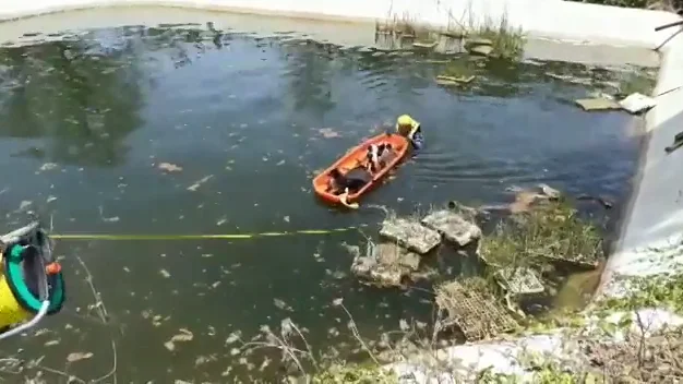 Tres perros se lanzan a y tienen que ser rescatados