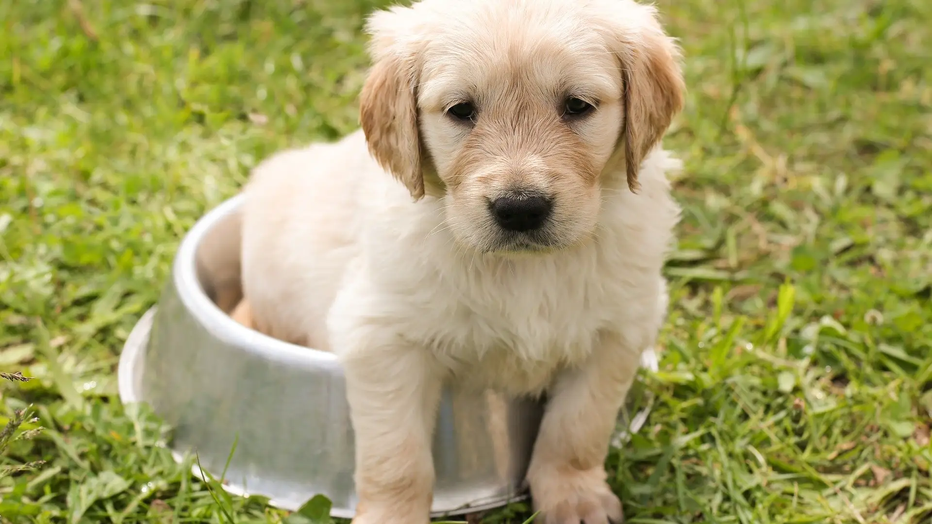 Día Mundial del Perro 2021: Calcula la edad de tu perro en años humanos Día Mundial del Perro 2021: Calcula la edad de tu perro en años humanos