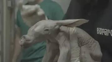 Nace un oricteropo, también conocido como cerdo hormiguero, en Bioparc Nace un oricteropo, también conocido como cerdo hormiguero, en Bioparc