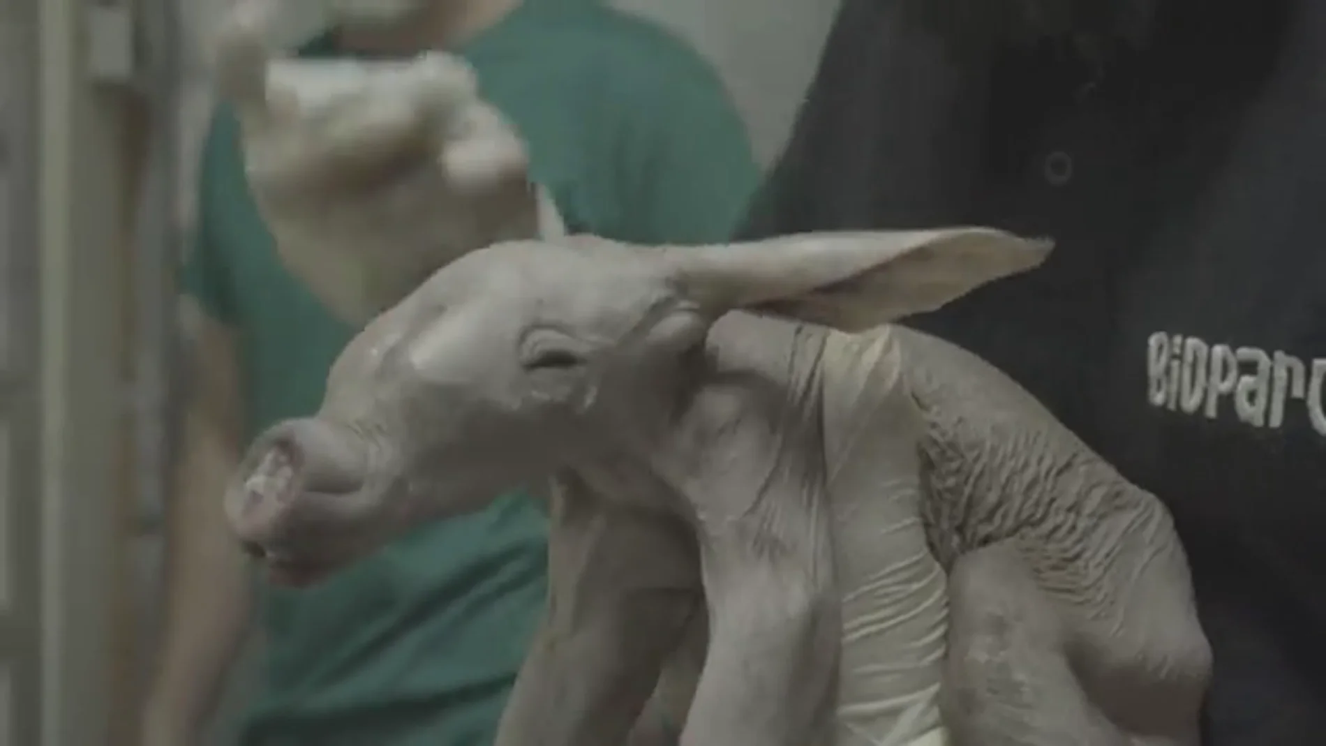 Nace un oricteropo, también conocido como cerdo hormiguero, en Bioparc