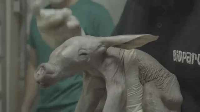 Nace un oricteropo, tambi&eacute;n conocido como cerdo hormiguero, en Bioparc