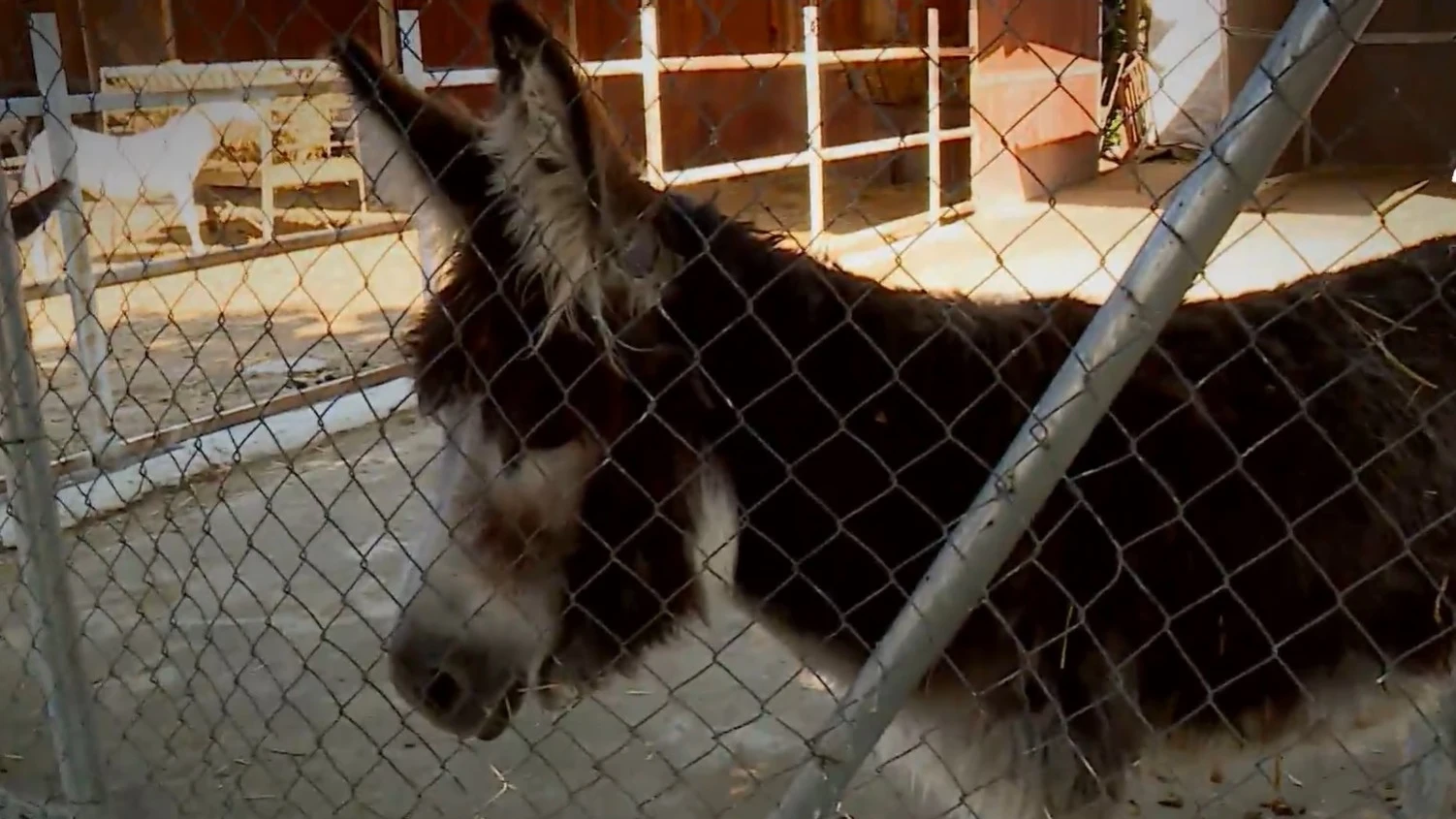 Imagen de un burro Burro