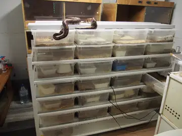 Multada por tener 23 serpientes en casa Multada por tener 23 serpientes en casa