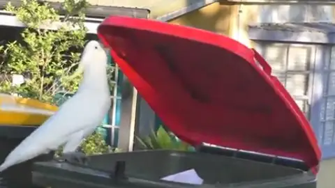 Científicos estudian cómo cacatúas de Australia aprenden unas de otras a abrir contenedores Científicos estudian cómo cacatúas de Australia aprenden unas de otras a abrir contenedores