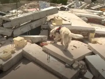 Así entrena la unidad canina de rescate para encontrar supervivientes en una situación de emergencia Así entrena la unidad canina de rescate para encontrar supervivientes en una situación de emergencia