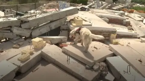 Así entrena la unidad canina de rescate para encontrar supervivientes en una situación de emergencia Así entrena la unidad canina de rescate para encontrar supervivientes en una situación de emergencia