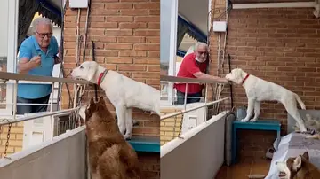 Un vecino alimenta a sus perros